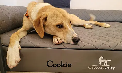 Cookie