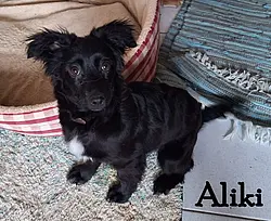 Aliki